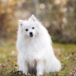 Decoding Dog Supplement Labels: A 2025 Guide to Choosing the Right Products (Practical, addresses confusion)