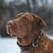Navigating the Dog Supplement Aisle: Trends and New Products for 2025 (Focuses on what’s new, relevant for the year)