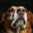 Large Breed, Joint Support:  Best Dry Dog Food for Large Breeds (April 2025 Guide)