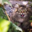 Demystifying Cat Supplements: A 2025 Guide for Optimal Feline Health (Targets confusion, promises clarity)
