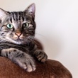 April 2025 Cat Supplement News: What’s New and Trending for Feline Wellness? (Highlights new developments, current trends)