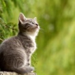 The Secret Weapon to a Healthier Cat? It Might Be in Your Supplement Cabinet (2025) (Intriguing, implies hidden knowledge)