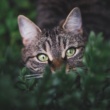 Spoil Your Cat (Responsibly): The Best Premium Cat Food Brands of 2025 (Appeals to pet pampering)