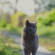 The Cat Food Revolution: Brands You NEED to Know in 2025 (April Update) (Dramatic, emphasizes importance)