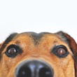 Dog Food Dilemma Solved:  Our Top Dry Picks for April 2025 Are Here!