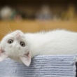Is Your Cat Eating the BEST?  Unveiling the Top Cat Food Brands of 2025 (Question format, creates curiosity)